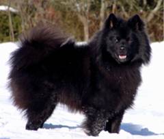 Deutscher Gro�spitz
